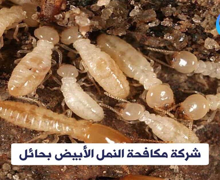 شركة مكافحة النمل الأبيض بحائل